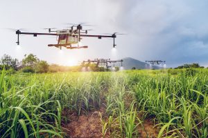 Agriculture drone flying over sugar cane farm and spraying fertilizer
