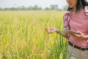 Using modern-technologies in agriculture. A young female farmer with digital tablet checks the rice field using agritech apps.